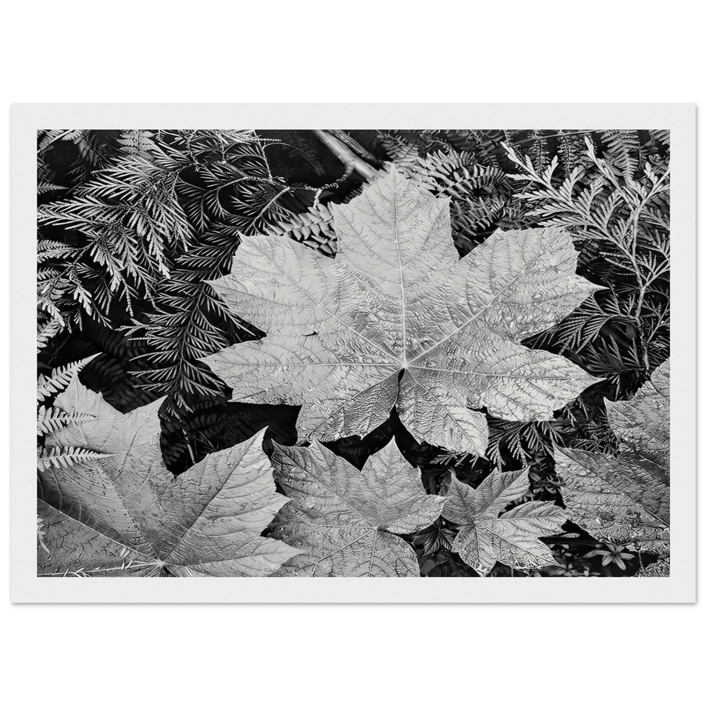 In Glacier National Park Framed Poster | Ansel Adams Framed Prints Wall Art | Ansel Adams Store