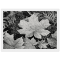 In Glacier National Park Framed Poster | Ansel Adams Framed Prints Wall Art | Ansel Adams Store
