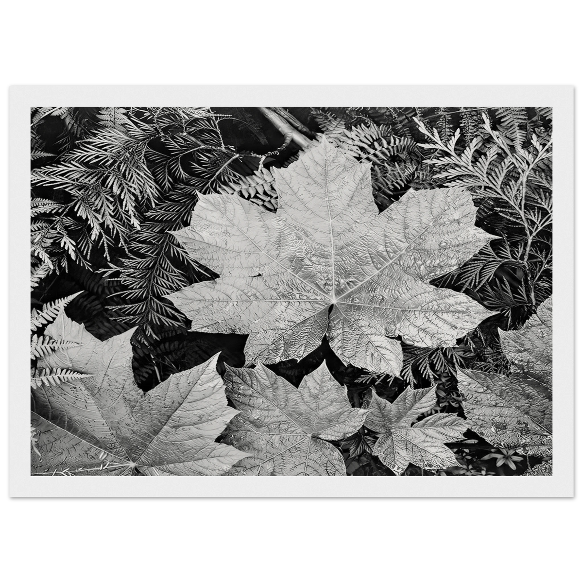 In Glacier National Park Framed Poster | Ansel Adams Framed Prints Wall Art | Ansel Adams Store