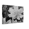 In Glacier National Park Canvas | Ansel Adams Canvas | Ansel Adams Store