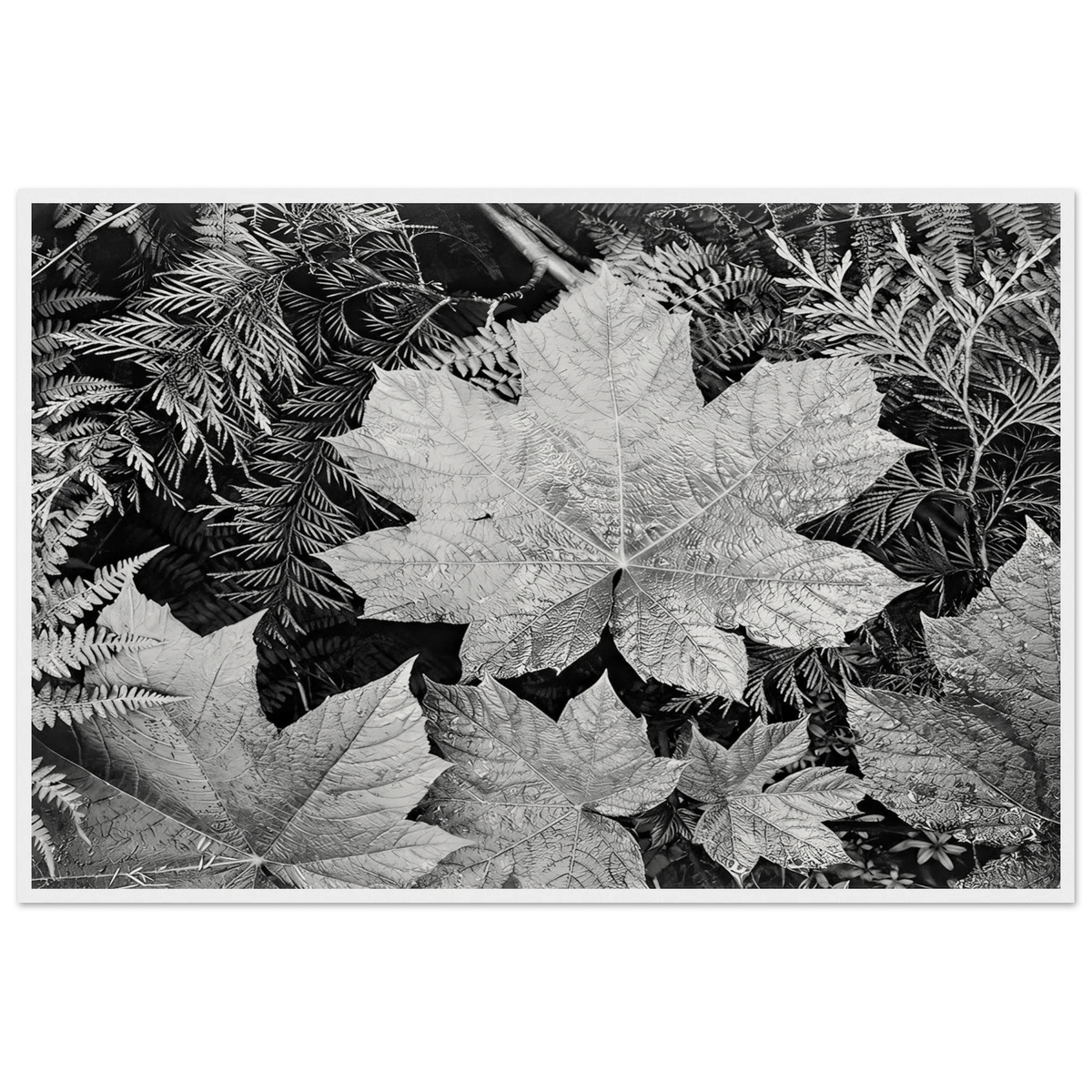 In Glacier National Park Framed Poster | Ansel Adams Framed Prints Wall Art | Ansel Adams Store