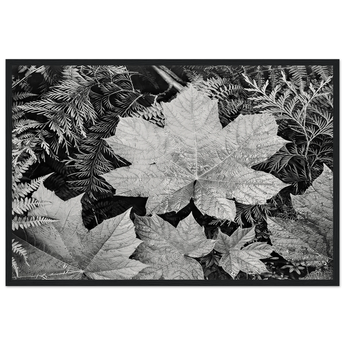 In Glacier National Park Framed Poster | Ansel Adams Framed Prints Wall Art | Ansel Adams Store