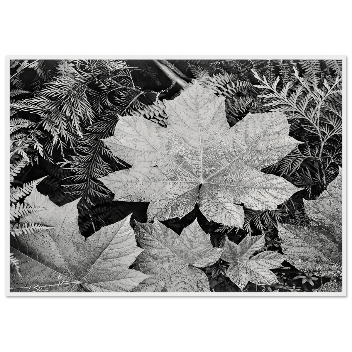 In Glacier National Park Framed Poster | Ansel Adams Framed Prints Wall Art | Ansel Adams Store