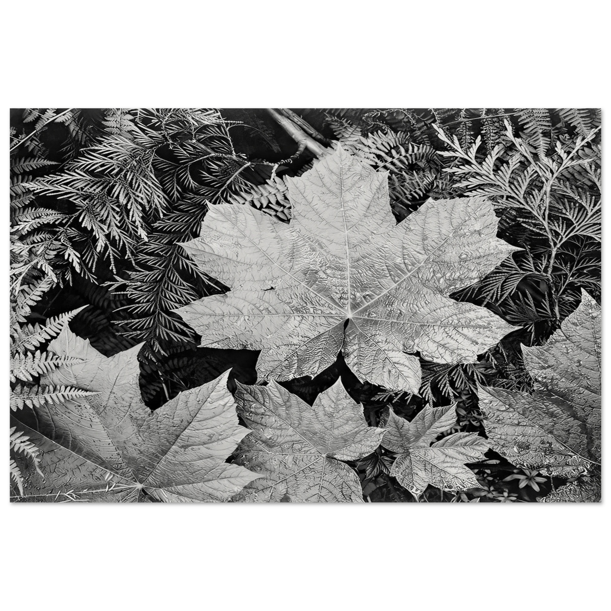 In Glacier National Park Poster | Ansel Adams Poster | Ansel Adams Store