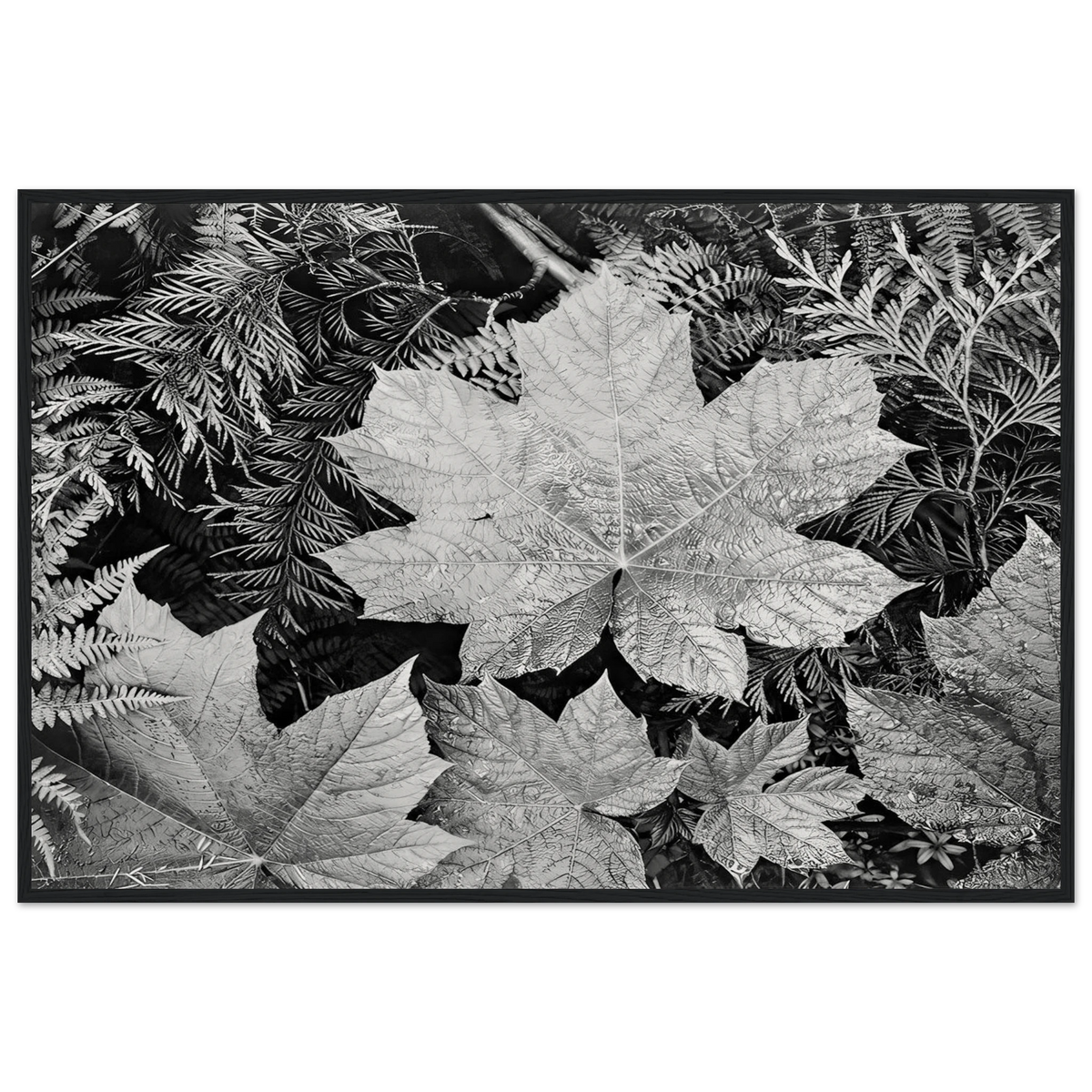 In Glacier National Park Framed Poster | Ansel Adams Framed Prints Wall Art | Ansel Adams Store