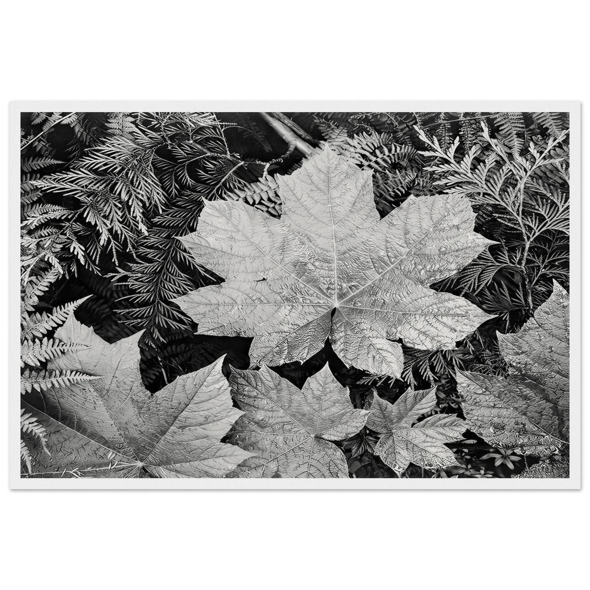 In Glacier National Park Framed Poster | Ansel Adams Framed Prints Wall Art | Ansel Adams Store