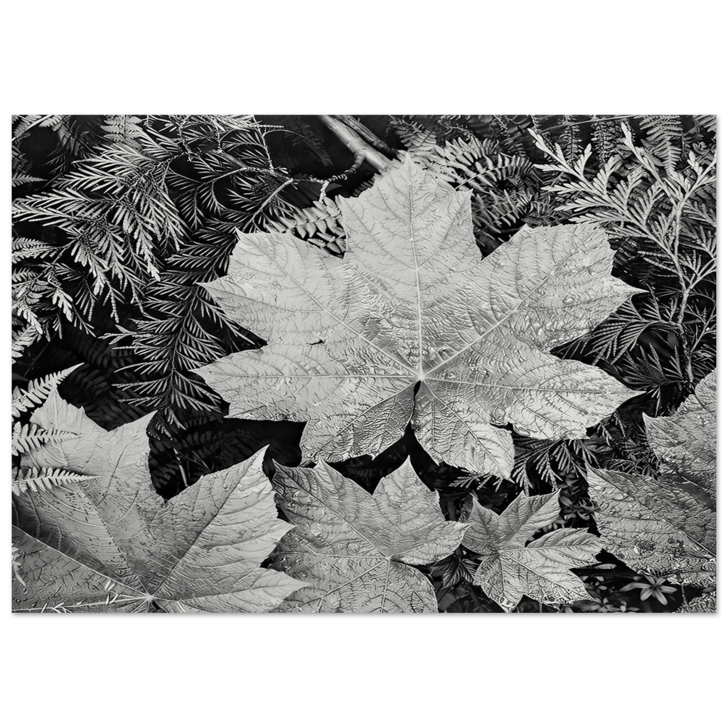 In Glacier National Park Poster | Ansel Adams Poster | Ansel Adams Store
