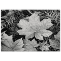 In Glacier National Park Poster | Ansel Adams Poster | Ansel Adams Store