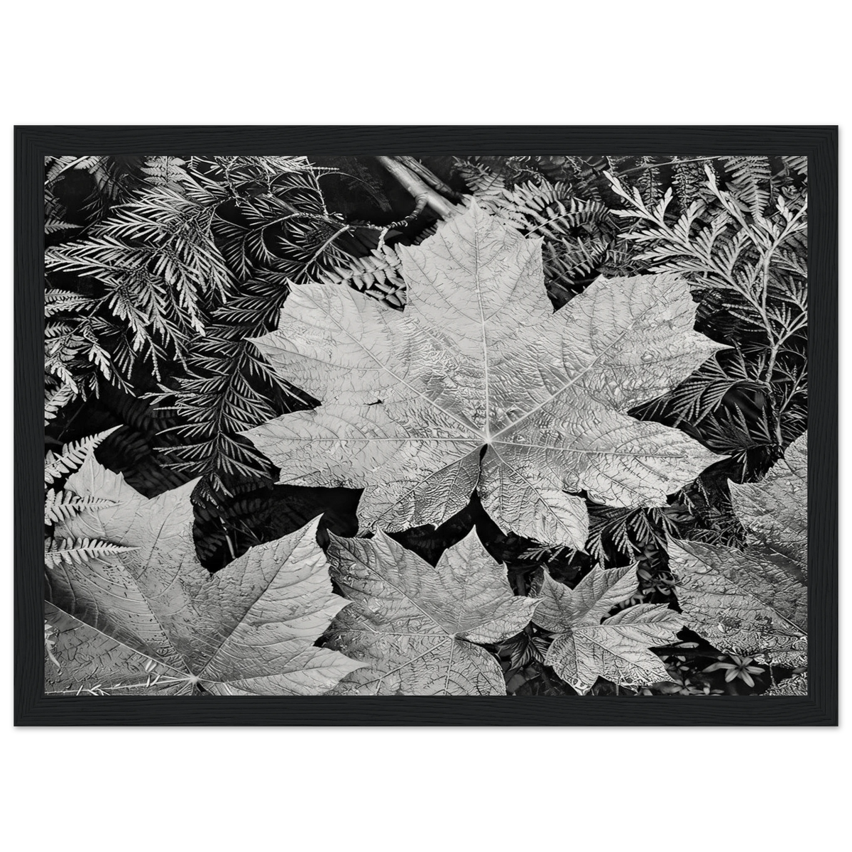 In Glacier National Park Framed Poster | Ansel Adams Framed Prints Wall Art | Ansel Adams Store