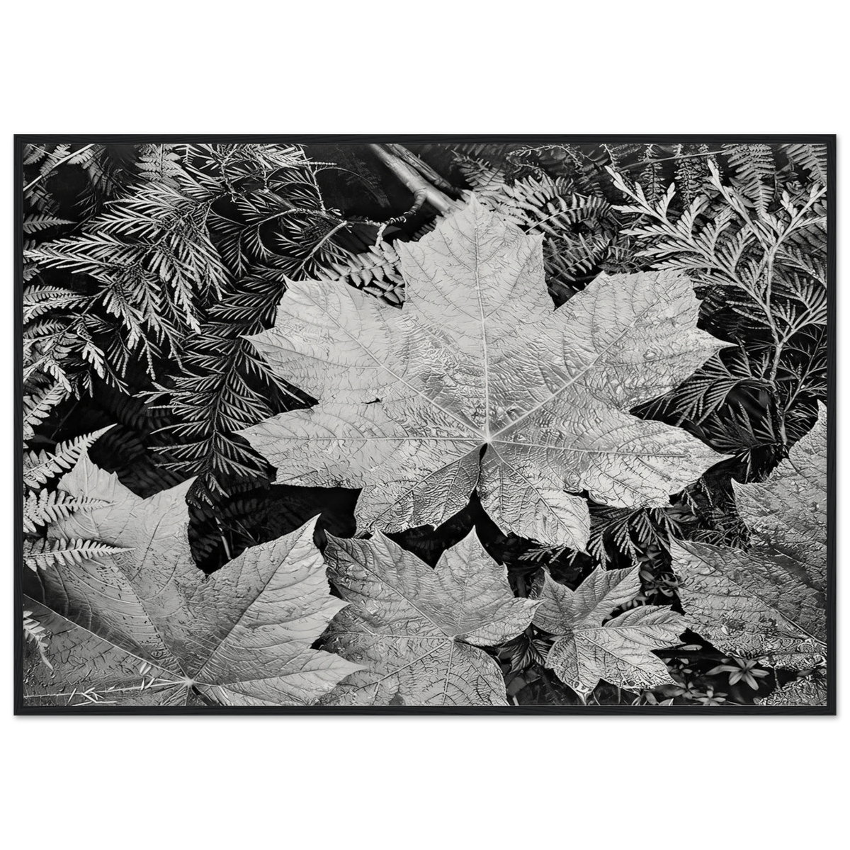 In Glacier National Park Framed Poster | Ansel Adams Framed Prints Wall Art | Ansel Adams Store